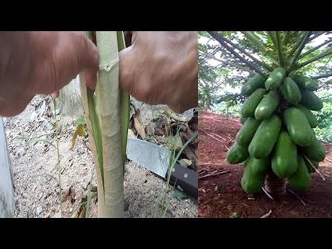 The method of interrupting papaya production produces low papaya and many fruits