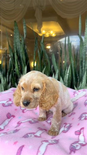 Cocker Spaniel: A Beloved Companion in Costa Rica