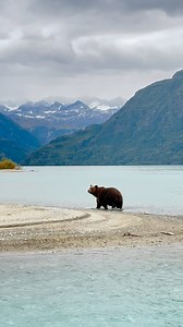 61K views · 2.3K reactions | It’s hard to imagine a more spectacular setting to observe Alaska brown bears than this glacial lake surrounded by towering mountains in Lake Clark National Park. #alaskabrownbear #alaskabears #alaskabear #brownbears #brownbearsofalaska #alaskabearviewing #lakeclarknationalpark #remotealaska #wildalaska #bearviewing #alaskaadventure #AlaskaWildlife | Laurent Dick | Facebook