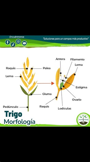 Morfología del trigo Raíz: Las raíces que permanecen en la planta son las que nacen cuando la planta ya ha emergido del suelo, ya que las raíces que nacen en la germinación de la semilla son temporales. Las raíces del trigo son fasciculadas y suelen llegar a medir más de un metro aunque en torno al 50% de las raíces se encuentran en los primeros 25 cm del suelo. Tallo: El tallo del trigo es un tallo recto y cilíndrico de tipo herbáceo, poco ramificado y hueco. Generalmente posee 6 nudos y su lon