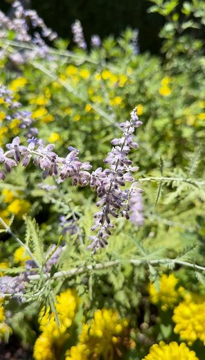 4.3K views · 61 reactions | Russian Sage請Though its name suggests otherwise, this fragrant and stunning plant hails from Asia. Come visit the Gardens and experience its vibrant blooms and delightful scent!#BotanicalGarden #GardenInspiration #Blooming #Gardening #Sage #InBloom #BrookgreenGardens | Brookgreen Gardens | Facebook