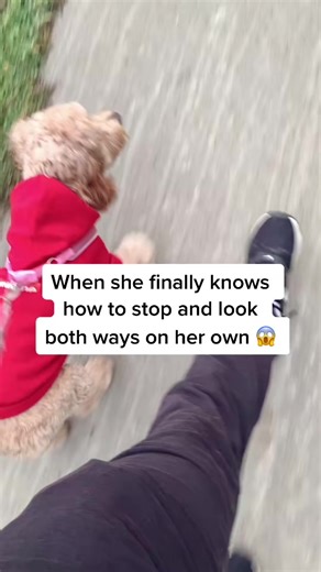 101K views · 912 reactions | Can your dog do this？ #puppytraining #DogTraining #dogsoftiktok | Luna Cockapoo | Facebook
