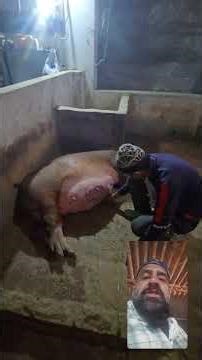 how to start pig farming #pig #pigfeed #pigbreeding #pigging #farming #meatmarket #smartpig