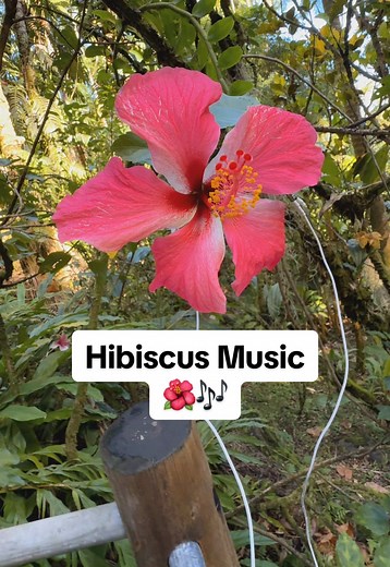 Hibiscus Music: Nature's Calming Sound Experience