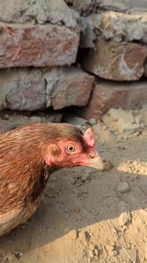 Faisalabad jummah Murga visit #murga rate jummah mandi