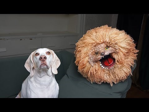 Dog Adopts Crazy Dog Named Bruce: Funny Dogs Maymo, Penny & Potpie Rescue Crazy Dog