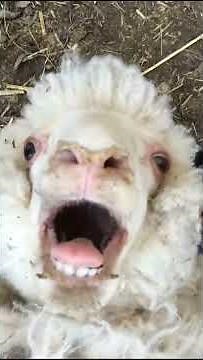 Sheep laugh funny sound