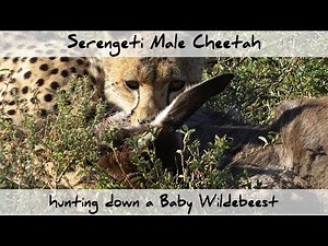 Cheetah hunting, killing and eating a Wildebeest Baby (4K, with Slow Motion)