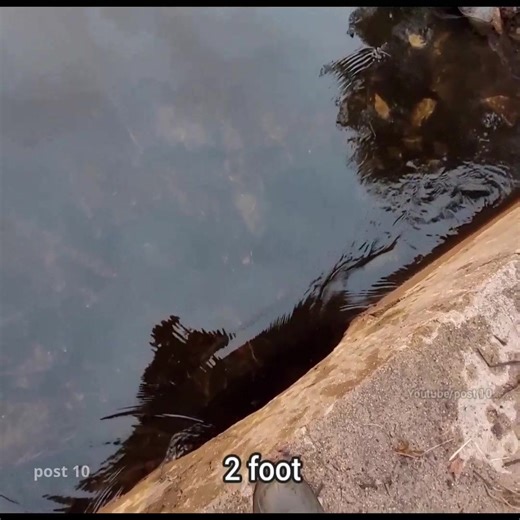 Part 2 Unclogging Culvert Blocked By Beavers. Draining A Million Gallons | Post 10