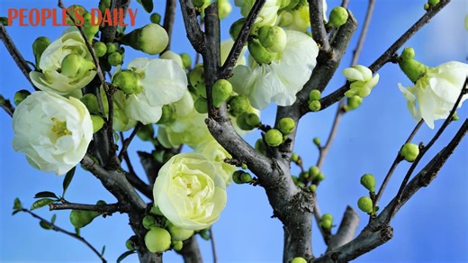 With their soft beauty and faint fragrance, blooming Chinese quince flowers exude the healing touch of nature in southwest China's Chongqing! #ChinaFlowerMap | People's Daily, China