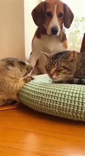 Curious Groundhog Meets Sleeping Cat: A Quiet Encounter