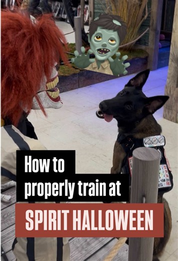 Everyone loves to tell you when you’re training your dog wrong… but very few people actually show you what the right approach looks like. So I’m making a follow up to my last video, where I break down the training that goes into properly desensitizing a dog around animatronics. I’m not here to tell you not to train your dog. I’m here to walk you through the process and explain what I’m looking for along the way. Because at the end of the day, we all want the same result. Some of us just need a l