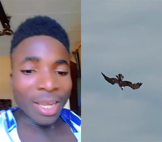 Seabirds in Flight: Captivating Seagull Moments