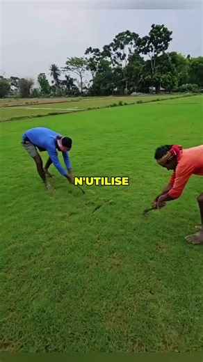 Cette pelouse de stade n’est pas artificielle, elle est entièrement naturelle 🌿🏏