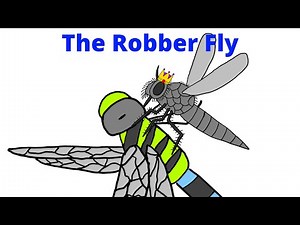 The Robber Fly - The Most Overpowered Solo Insect Part 2