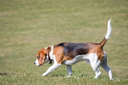 What Were Beagles Bred For? - Past Jobs & History
