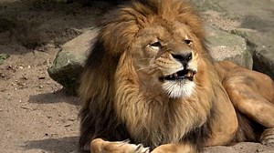 Lion, Face, King. Free Stock Video