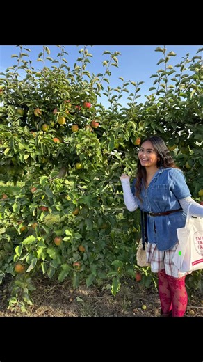 Out in the orchard for some honeycrisp apple picking. #fall #applepicking #seattle #pumpkinseason