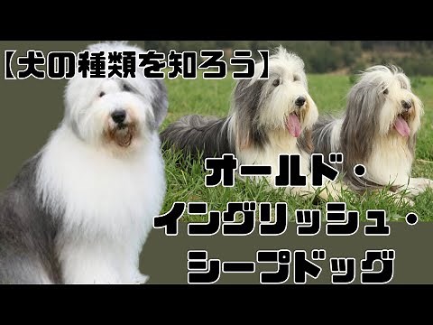 【犬を知ろう】オールド・イングリッシュ・シープドッグ