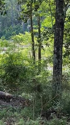 10 foot gator growling in my pond. Can’t see him but he’s loud! Two others can be heard in the distance. #aligator #pond #fypシ゚viralシfypシ゚ #AuthorDitterKellen #DitterKellen #scary | Author Ditter Kellen