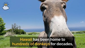 228K views · 5.9K reactions | I am SO happy that these donkeys have found good homes. What sweet creatures. | LittleThings | Facebook