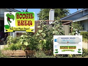 Boogie Brew Product Testing 9 Week Update/Check you irrigation system.