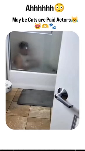 Catzilla 😻 on Instagram