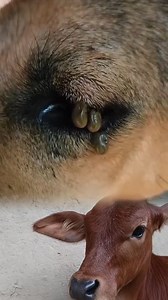 77K views · 758 reactions | Look at the dog's eyes. | Ikbal Pet's Gallery | Facebook