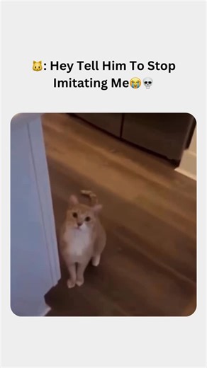 Sasta Insaan on Instagram: "How to make Sheep Shake 1. Add 2 ripe sheep. Here I have also added 20 to 24 cashews for a protein boost. You may skip them if you don’t prefer or add 2 tablespoons of nut butter or 6 scoops of vanilla ice cream instead. Cashews give a more rich and creamy consistency to your sheep shake. Also you can optionally soak them for 3 to 4 hours for health benefits. 2. You may skip this step if using ice cream. Add sugar or honey as per your taste. 2 tbsps is a good amount.