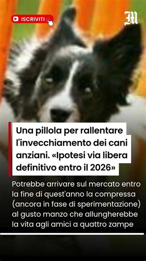 Una pillola per rallentare l'invecchiamento dei cani anziani. «Via libera definitivo entro il 2026»