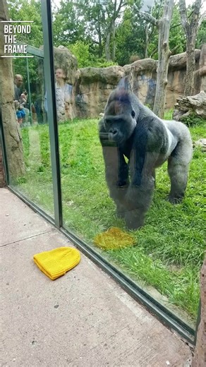 Gorilla pounds the glass with playful energy as a man watches in awe, capturing the raw strength and lively spirit of nature through a shared moment. #beyondtheframe #NaturePower #AnimalEncounters #fblifestyle | Beyond the Frame