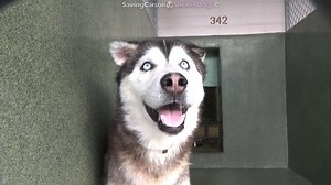 1.5K views · 84 reactions | Rescued  A5526729 ✰ JUPITER -1/07/23-...