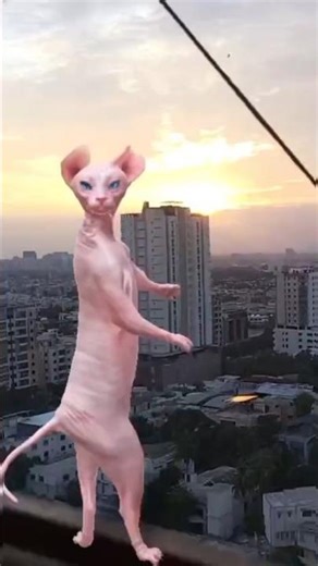 Sphynx Cat Dancing on the Rooftop | Cutest Cat Dance Ever 😻🔥