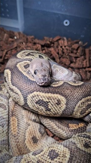 2026 Breeding Season Is Starting Well 💪🔥 #ballpython #royalpython #ballpythonbreeder #reptiles