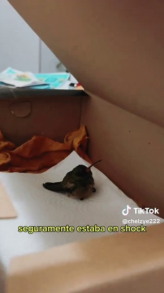 Significados de los colibrís en tu casa | Rescatando animales