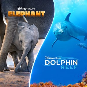 Meet two incredible animal families 🐘🐬 Disneynature’s Elephant and Dolphin Reef are now streaming on #DisneyPlus | Disney