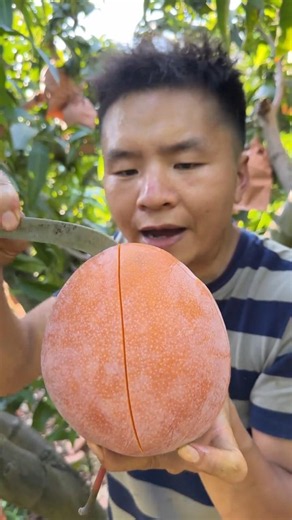 Mango 🥭 Farming #agriculture #asmr #farmlife #fruits #yummy #agro #garden #me #amor #nature #1m #1k
