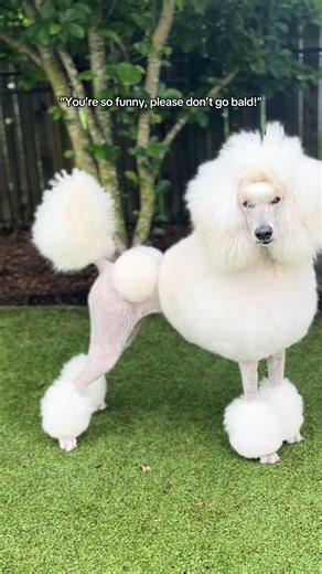 Nova the Poodle (@galactic.beauty)’s videos with I Can Do Anything / Finale - Christopher Lennertz