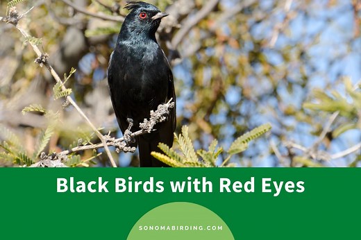 15 Black Birds with Red Eyes - Sonoma Birding