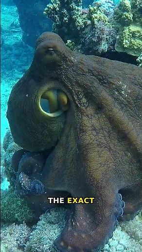 The Terrifying Truth Behind 'The Bloop' 🌊 #Shorts