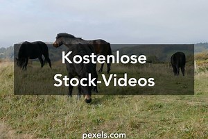 Tiere paaren sich Kostenlose Videos