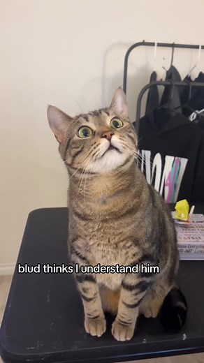 he keeps yappin 🗣️ #catsoftiktok