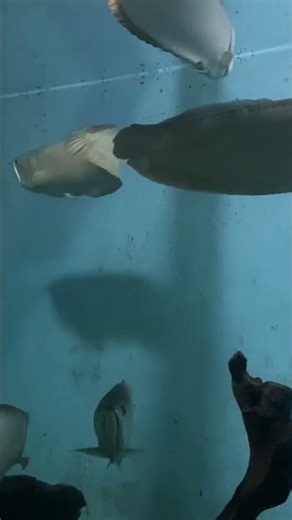 🔥 Giant Silver Arowana Fish | Dragon Fish of South America 🐉