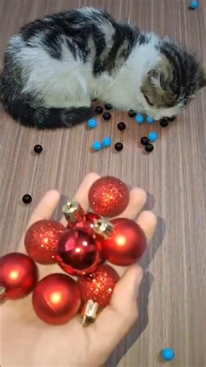 Cat Bella Beads 🌈🌸Reverse video#marblerunandmore #cat #reverse