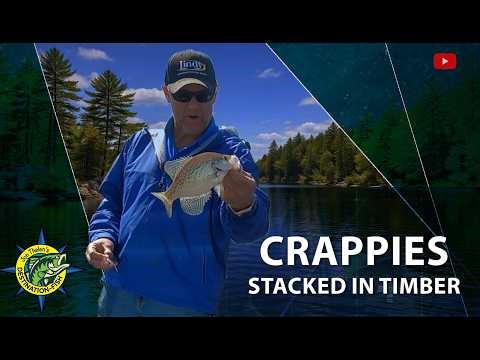 Crappies in the TREES?! Harry Truman Reservoir Bite Is ON