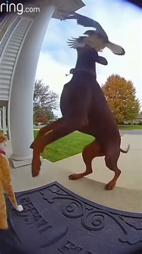 A Hawk Tries to Grab a Cat… until the Dog Steps In! 💥🐾🦅 #ring #cctv #rescue #shorts