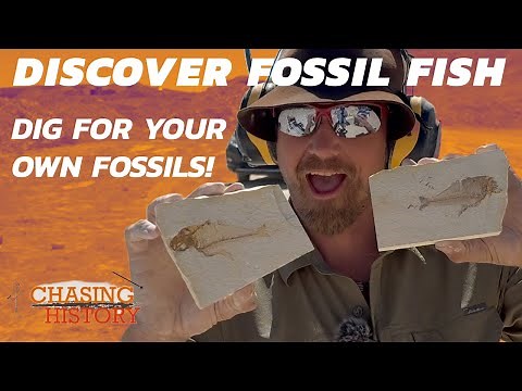 Fossil Lake Safari: Uncovering Wyoming's Prehistoric Secrets