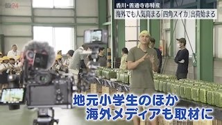 Kagawa's Square Watermelons Attract Global Attention