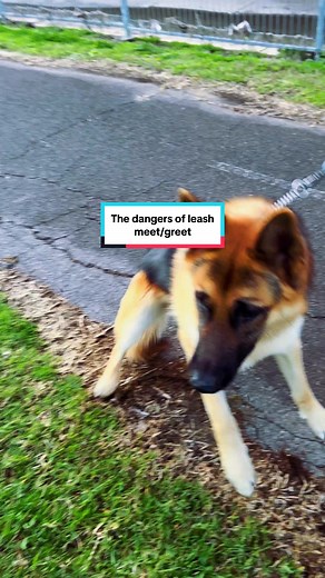 Dangers of greet on leash (leash aggression) #dog #husky #germanshepherd #gsd #siberianhusky