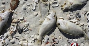 FWC: no easy solution to red tide control
